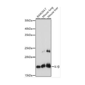 IL1β Rabbit pAb