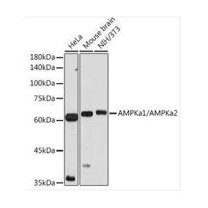 AMPKa1/AMPKa2 Rabb