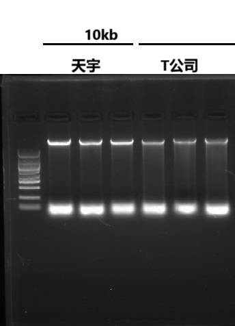 基因组