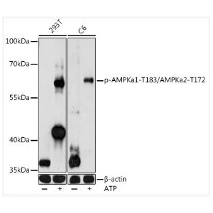 Phospho-AMPKa1-