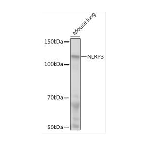 NLRP3 Rabbit pAb (